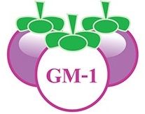 ªͧʡѴ GM-1 ѧش