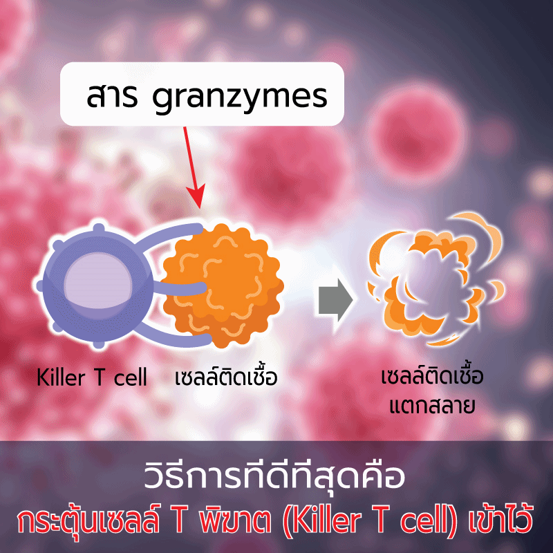 กระตุ้นเซลล์Tพิฆาต (Killer T cell) Covid19